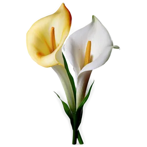 Calla Lily Flower Png Nsy PNG Image