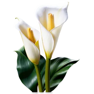 Calla Lily Garden Png 06282024 PNG Image