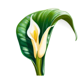 Calla Lily Sketch Png Tgs PNG Image