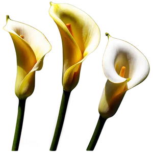 Calla Lily Sketch Png Uah PNG Image