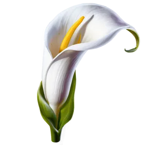 Calla Lily Vector Png 43 PNG Image