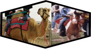 Camel And Pony Rides - Arabian Camel, HD Png Download PNG image with transparent background