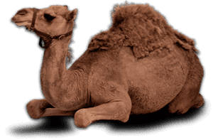 Camel Eid Png, Transparent Png PNG image with transparent background