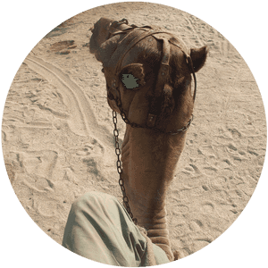 Camel For Your Film In Almeria, Spain - Arabian Camel, HD Png Download PNG image with transparent background