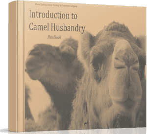 Camel Husbandry Book How To Care For Camels - Bactrian Camel, HD Png Download PNG image with transparent background