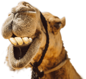 Camel Smiling With Teeth, HD Png Download PNG image with transparent background