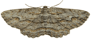 Download Free Png Moth Png Photo - Moth Png, Transparent Png PNG with transparent background
