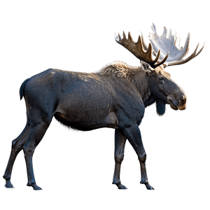 Canadian Moose in Wild PNG 06202024 PNG image with transparent background