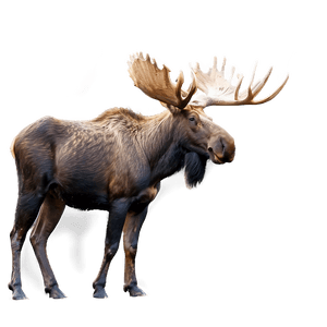 Canadian Moose in Wild PNG lfj79 PNG image with transparent background