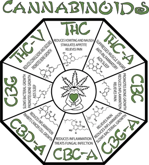 Cannabinoids Chart Infographic PNG Image