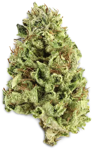 Cannabis Bud Closeup PNG Image