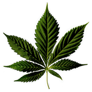 Cannabis Indica Leaf PNG 41 PNG image with transparent background