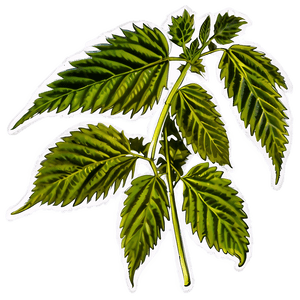 Cannabis Indica Leaf PNG ykb66 PNG image with transparent background