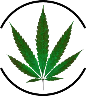 Cannabis Leaf Black Background PNG Image