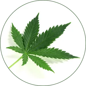 Cannabis Leaf Circle Background PNG Image