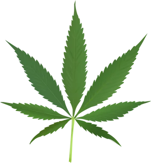 Cannabis Leaf Graphic PNG Image