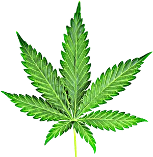 Cannabis Leaf Isolated Background PNG Image