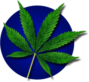 Cannabis Leafon Blue Background.png PNG Image