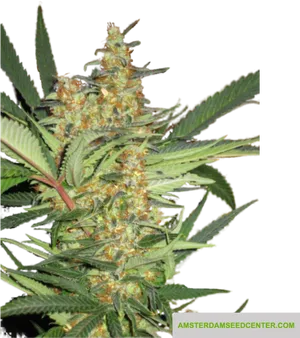 Cannabis Plant Closeup PNG Image