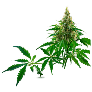 Cannabis Plant PNG 05032024 PNG image with transparent background