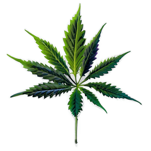 Cannabis Plant PNG 15 PNG image with transparent background