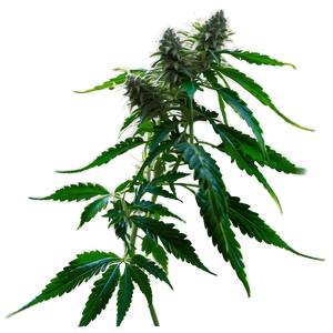 Cannabis Plant PNG phq PNG image with transparent background