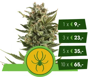 Cannabis Price List Spider Logo PNG Image