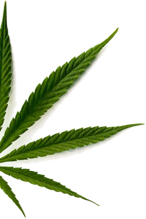 Cannabis Sativa Leaf Closeup.jpg PNG Image