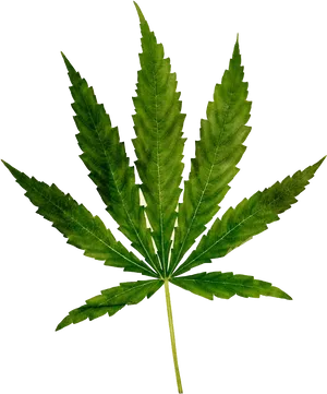 Cannabis Sativa Leaf.png PNG Image