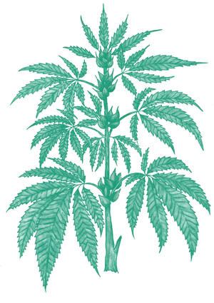 Cannabis Sativa Plant Leaves.jpg PNG Image
