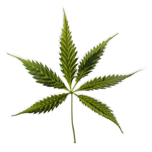 Cannabis Sativa Plant PNG 14 PNG image with transparent background