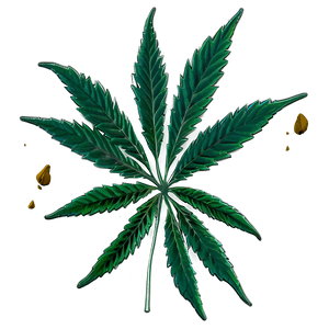 Cannabis Sativa Plant PNG ukl26 PNG image with transparent background