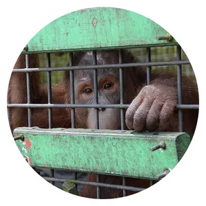 Captive Orangutan Behind Bars PNG Image