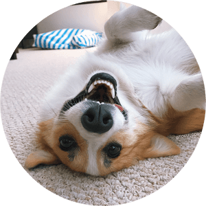 Cardigan Welsh Corgi, HD Png Download PNG image with transparent background