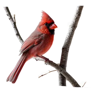 Cardinal Couple Png Lxm92 PNG Image