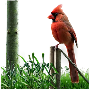 Cardinal In Nature Png Ria PNG Image