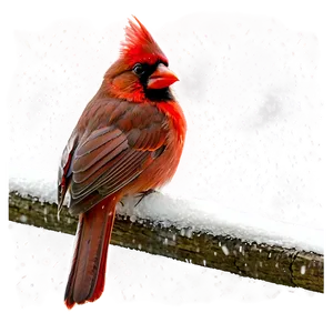 Cardinal In Snow Png 84 PNG Image