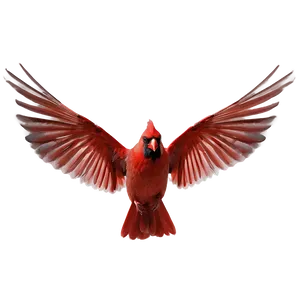 Cardinal Wings Spread Png 06252024 PNG Image