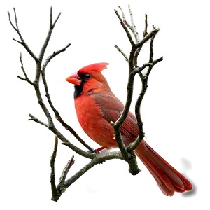 Cardinal With Crown Png 50 PNG Image