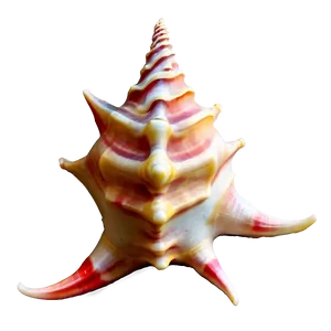 Caribbean Conch Shell Outline Png Byk37 PNG Image