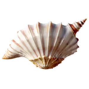 Caribbean Conch Shell Outline Png Qbe24 PNG Image