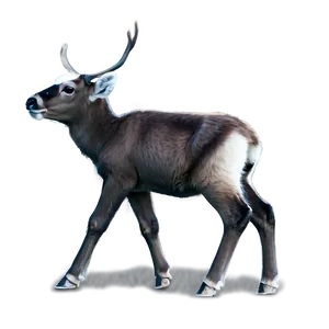 Caribou Calf First Steps Png Sld58 PNG Image