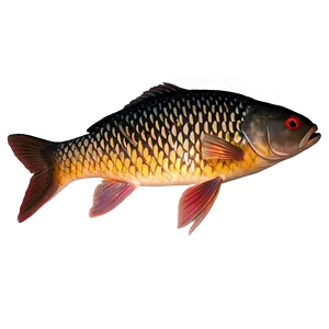 Carp Fish Shadow Png 31 PNG Image