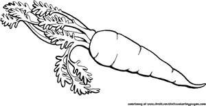 Carrot Line Drawing PNG Image