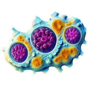 Cartilage Cells PNG 06122024 PNG with transparent background