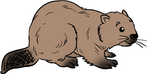 How To Draw Beaver - Beaver Drawing Steps PNG image with transparent background