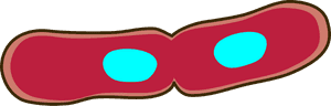 Heart,love,organ - Bacterium Clipart, HD Png Download PNG with transparent background