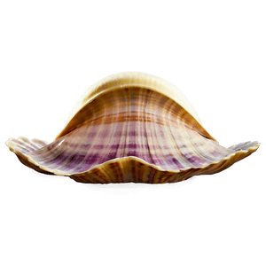 Cartoon Clam PNG 05242024 PNG image with transparent background