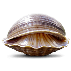 Cartoon Clam PNG nxm16 PNG image with transparent background