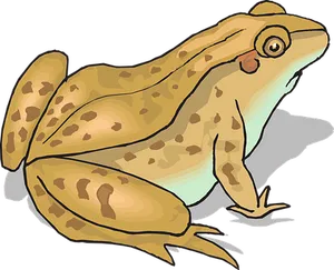 Cartoon Frog Illustration PNG Image